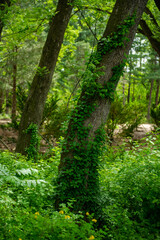 Obraz premium path in the forest