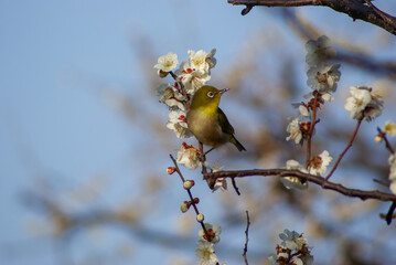 春近し、梅の木に蜜を吸いに来たメジロが一羽