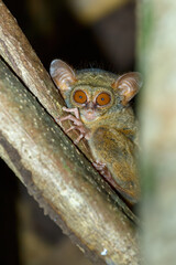 Obraz premium very rare and endemic Spectral Tarsier, Tarsius spectrum,Tangkoko National Park, Sulawesi, the worlds smallest primate, Indonesia wildlife