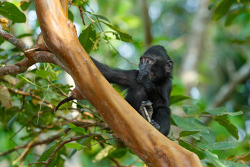 cute baby of endemic monkey Celebes crested macaque known as black monkey (Macaca nigra) in rainforest, Tangkoko Nature Reserve in North Sulawesi, Indonesia wildlife