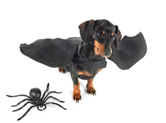 Dachshund in studio