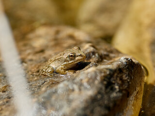 Small frog, Pelophylax perezi, on a stone, in a pond on the river Cazuma, Bicorp, Spain
