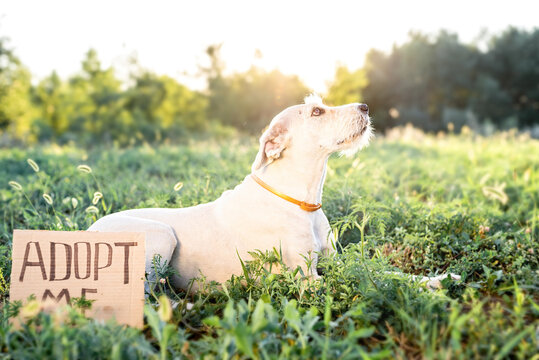 Cute Mixed Breed Puppy With The Words Adopt Me