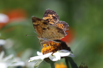 Obraz premium yellow and brown moth with white flower
