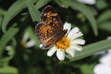 yellow and brown moth with white flower