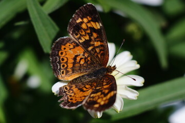 yellow and brown moth with white flower