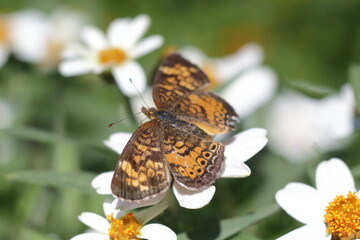 yellow and brown moth with white flower