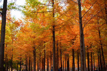 autumn in the forest