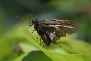 macro shot of moth with green background