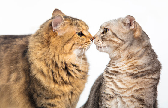 Two Cats Touch Noses To Each Other