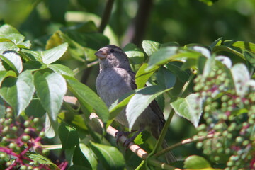 sparrow inside a tree in natural light