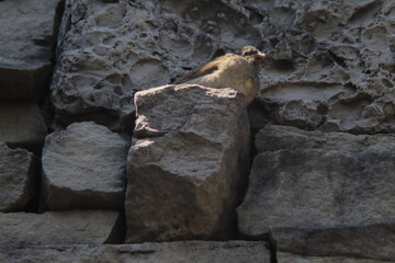 Obraz premium sparrow sitting on stone wall
