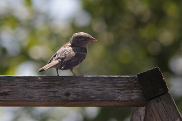 sparrow sitting on an old piece of wood