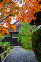 Naklejka premium 京都 金地院の紅葉