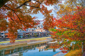 京都 鴨川の紅葉
