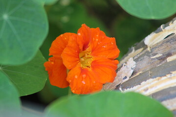 Nasturtium
