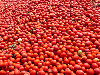 Fresh picked Red Tomatoes, background image.