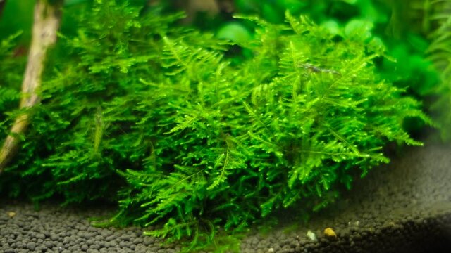 ふさふさの南米ウィローモスと苔を食べるヌマエビ