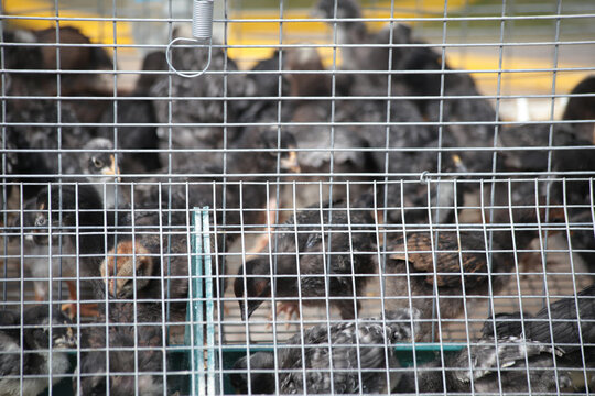 hens coks little chickens in a farm