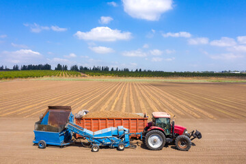 Obraz premium Almond picker harvester discharging post dry picked Almonds into a parked trailer, Aerial view.