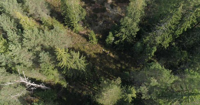 Aerial view away from a person picking berries in a Finnish forest, on a sunny, autumn evening, in Lapland, Finland - Tilt up, drone shot