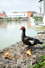 スリランカの水鳥