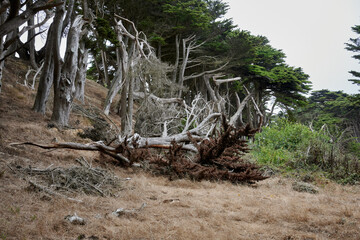 downed Monterey Pine tree along the San Francisco coast