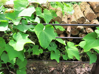 many piles of wood is piled up in the  yard to make fire