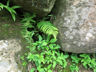 various ferns are growing on the rocks