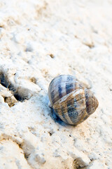 Sleeping snail on the rough stone wall