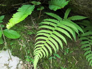 various ferns are growing on the rocks