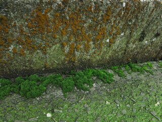 different moss of wall and ground are colorful
