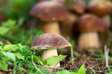 Mushroom boletus edilus. Popular white Boletus mushrooms in forest.