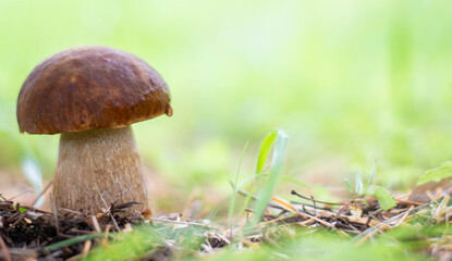 Mushroom boletus edilus. Popular white Boletus mushrooms in forest.