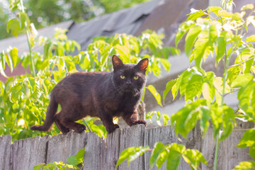 A village black cat stalks the fence.Hunts and waits for prey