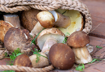 Forest picking mushrooms in wickered basket top view copy space. Fresh raw mushrooms on the table.