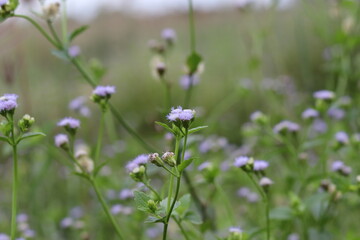 wild flowers in the field