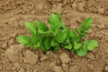 a small bush of green potatoes grows in the ground