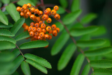 Green leaves close up in denmark Scandinavia