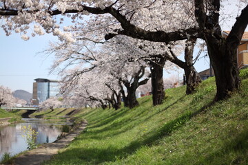川沿いの桜並木