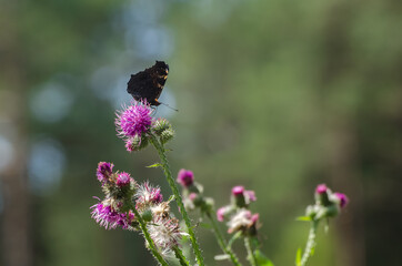 PEACOCK BUTTERFLY - Colorful insect in the wild in sun