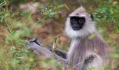 The tufted gray langur enjoying some leaves for him breakfast in Yala National Park block 5 in Sri Lanka 