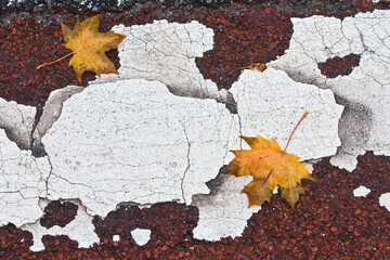 Autumn leaves close up in denmark Scandinavia