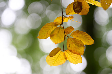 Autumn leaves close up in denmark Scandinavia
