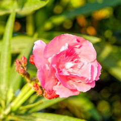 Obraz premium vibrant pink oleander flowers close up in the garden