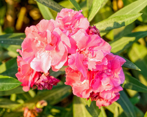 vibrant pink oleander flowers close up in the garden