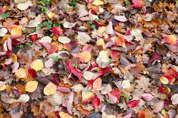 Autumn leaves close up in denmark Scandinavia