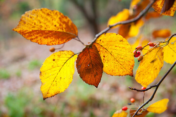 Autumn leaves close up in denmark Scandinavia