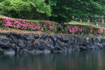 湖畔のツツジ
