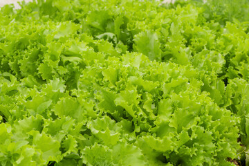 young green lettuce grows in the ground